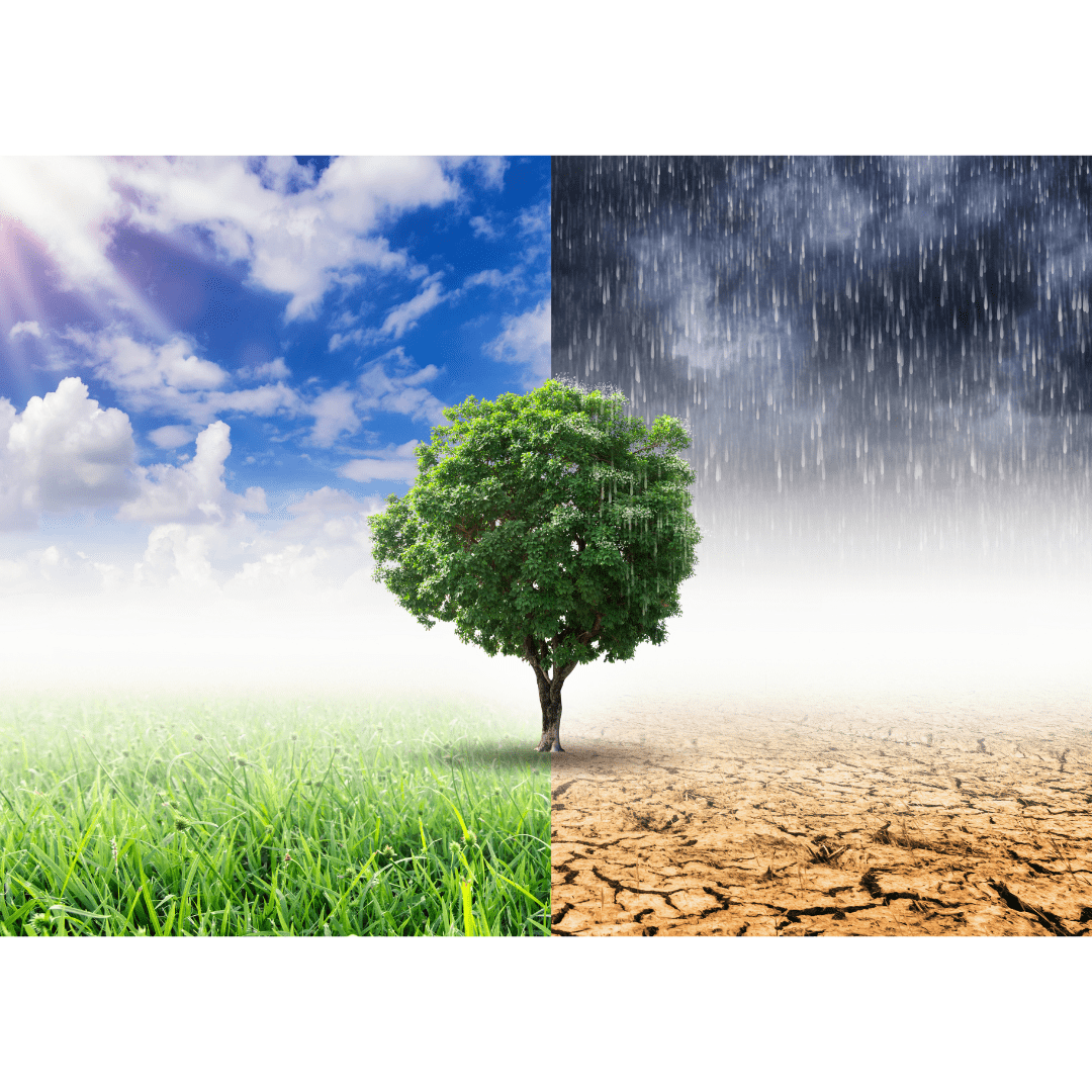 The Influence of Climate on Spirits: How Weather Affects Production and Flavor - Keg N Bottle