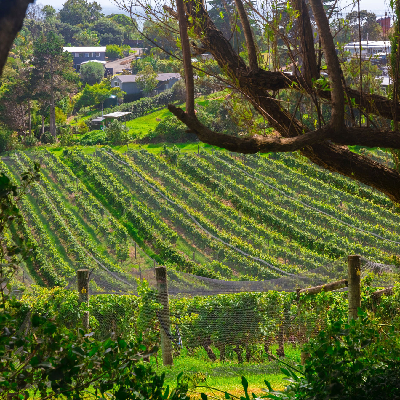 Wine - New Zealand