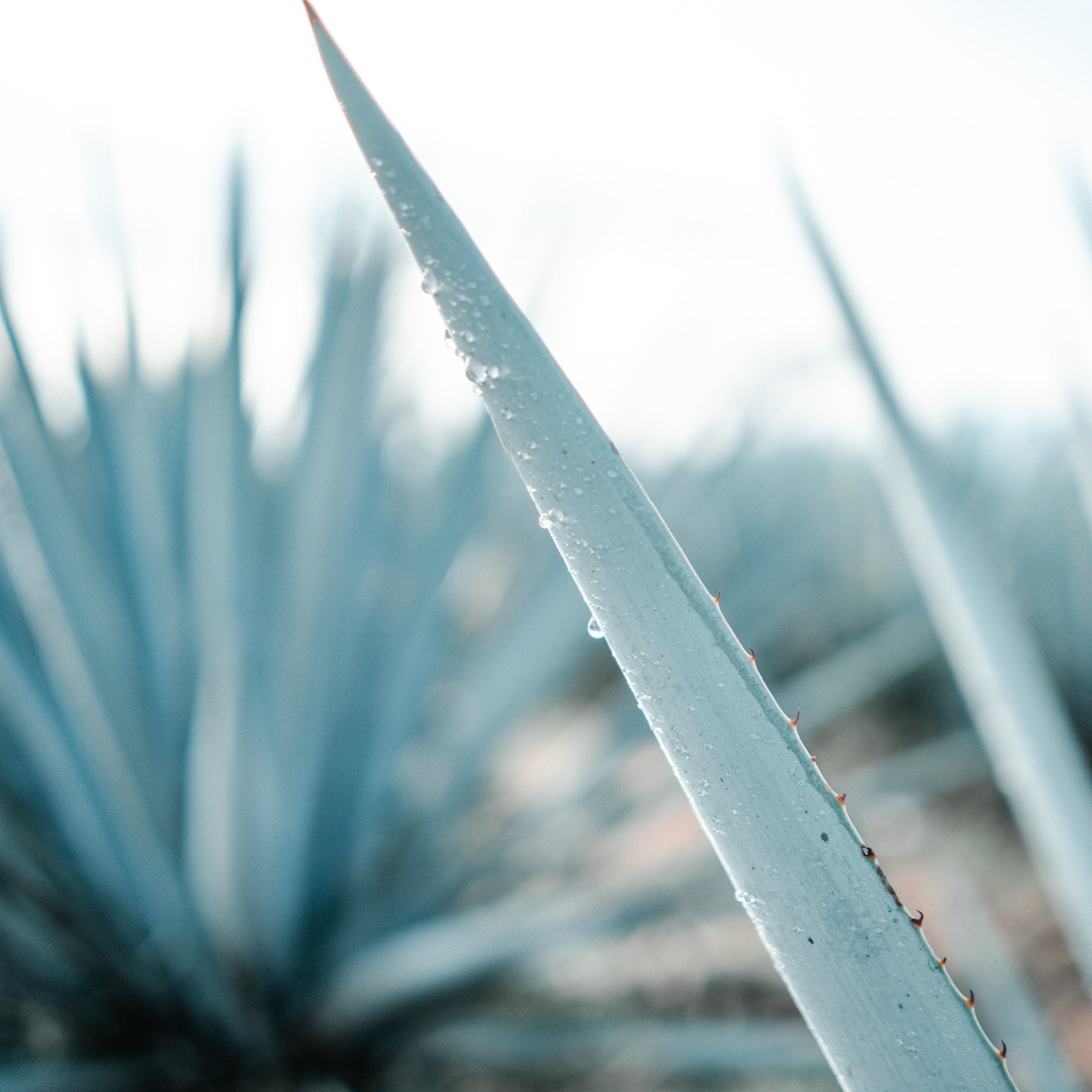 Tequila - Keg N Bottle