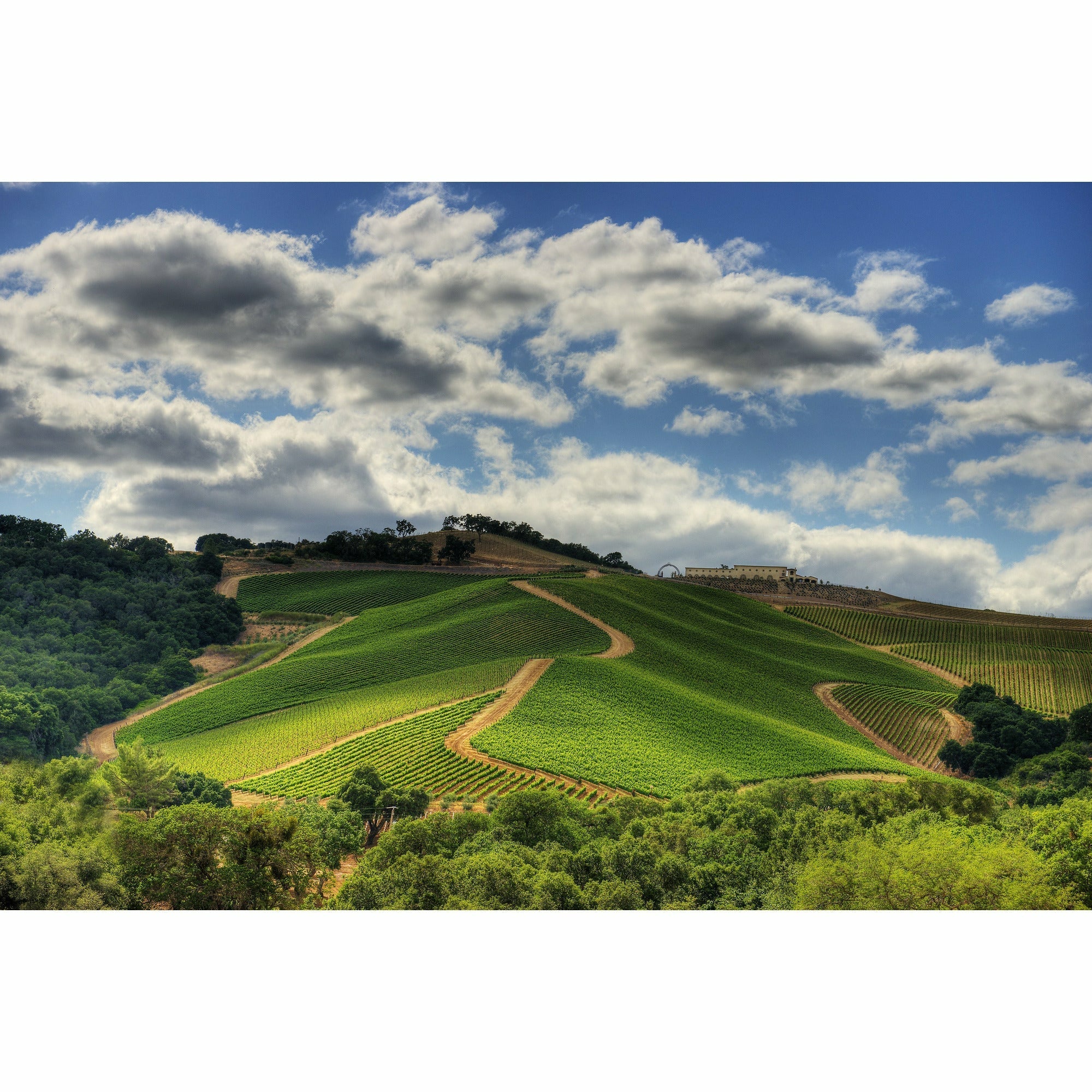 Daou - Soul Of A Lion - Cabernet Sauvignon | Keg N Bottle