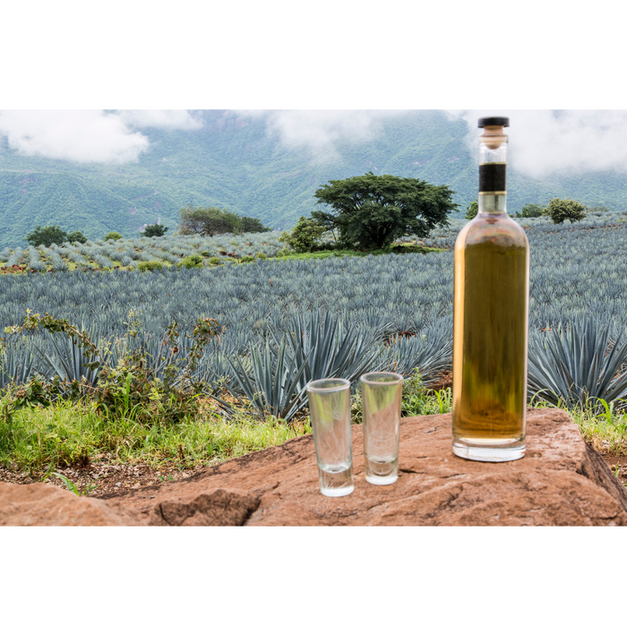 The Tequila Production Process: A Step-by-Step Guide from Agave to Bottle