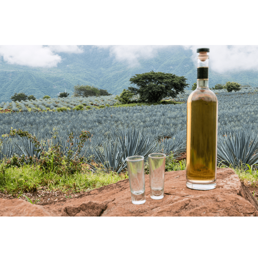 Tequila Process The Tequila Production Process: A Step-by-Step Guide from Agave to Bot ...