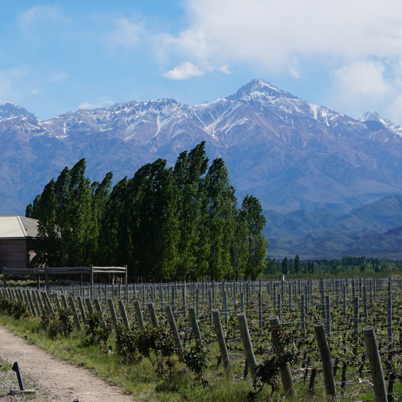 Wine - Argentina