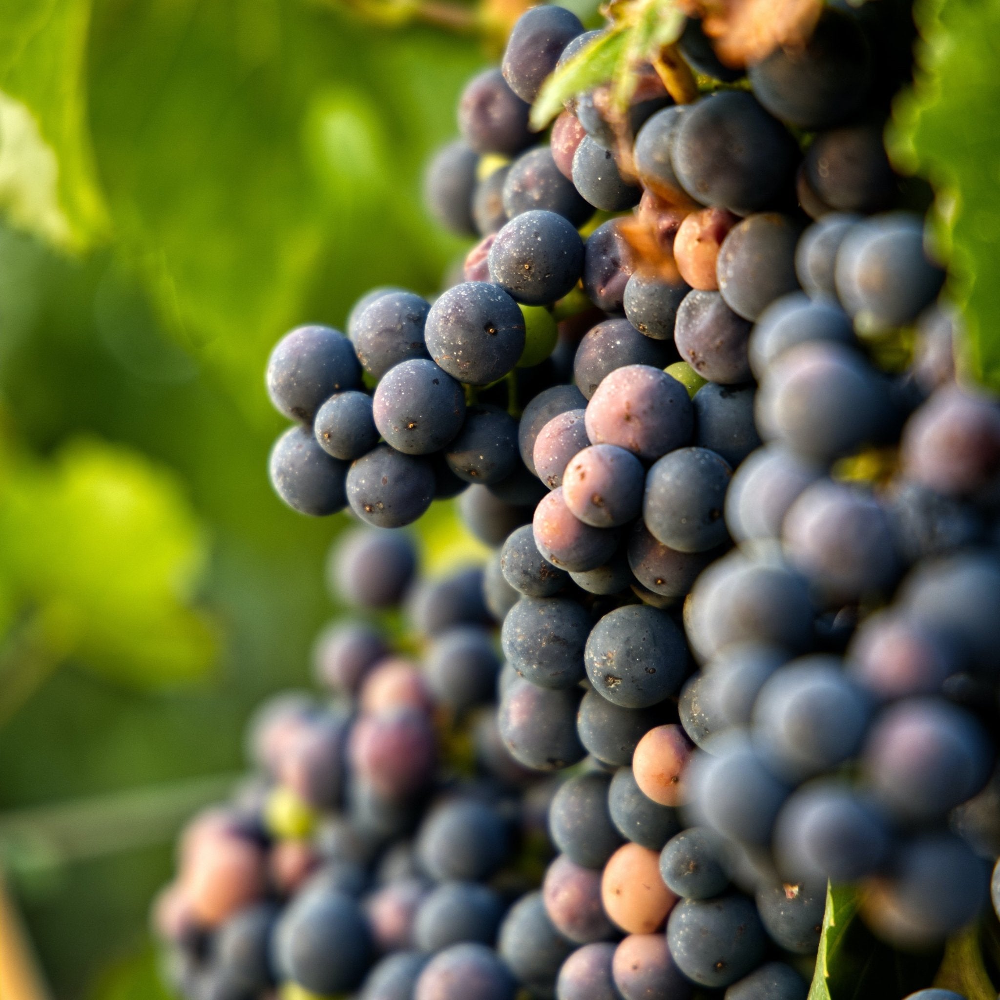 Sangiovese - Keg N Bottle