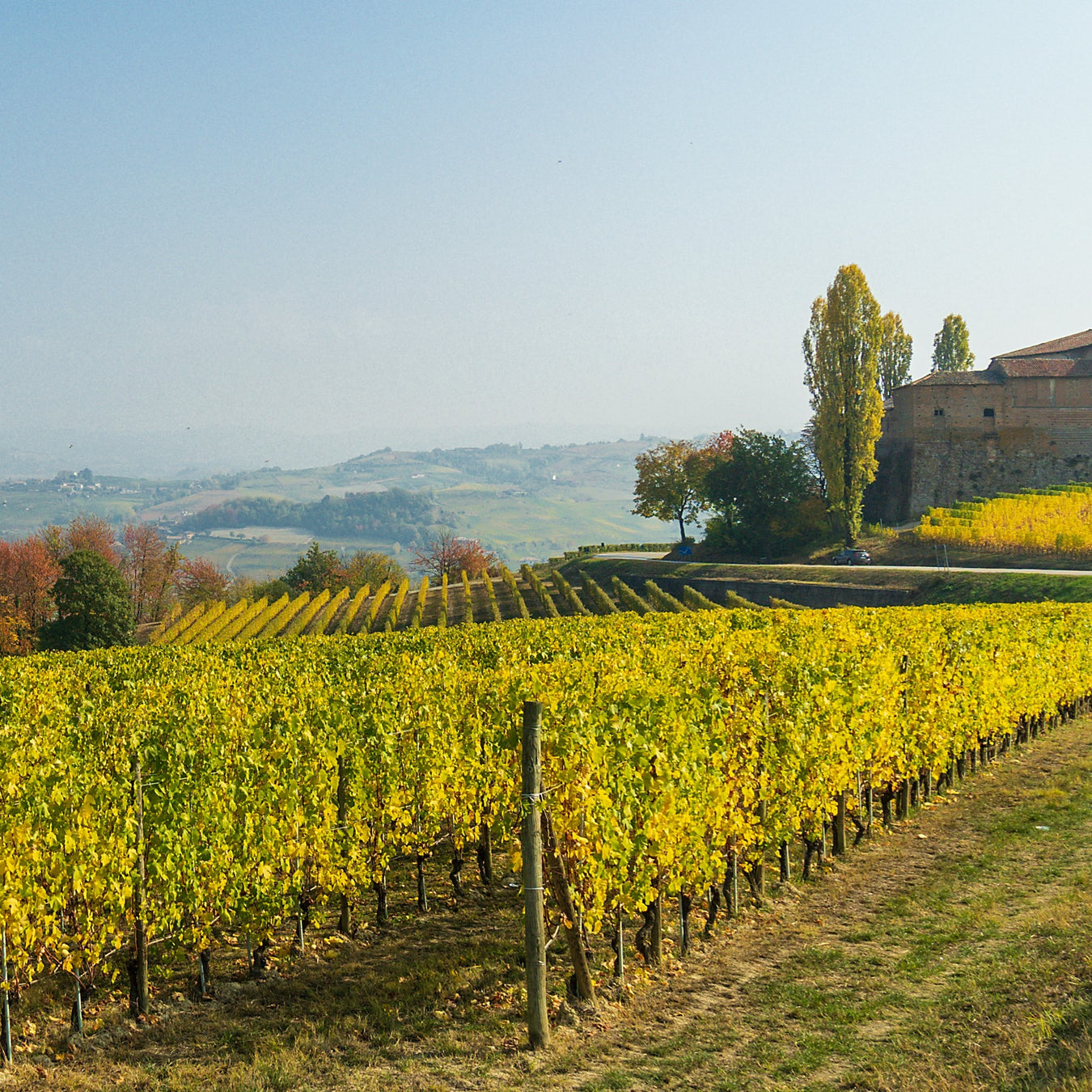 Nebbiolo