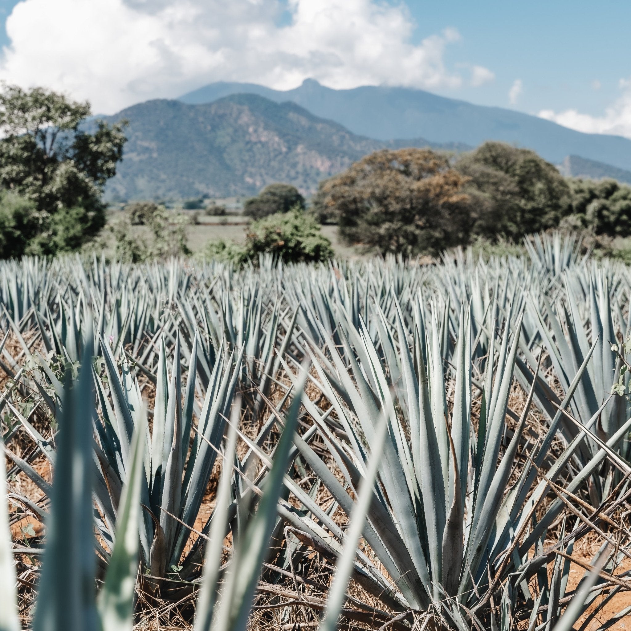 Tequila: Blanco - Keg N Bottle