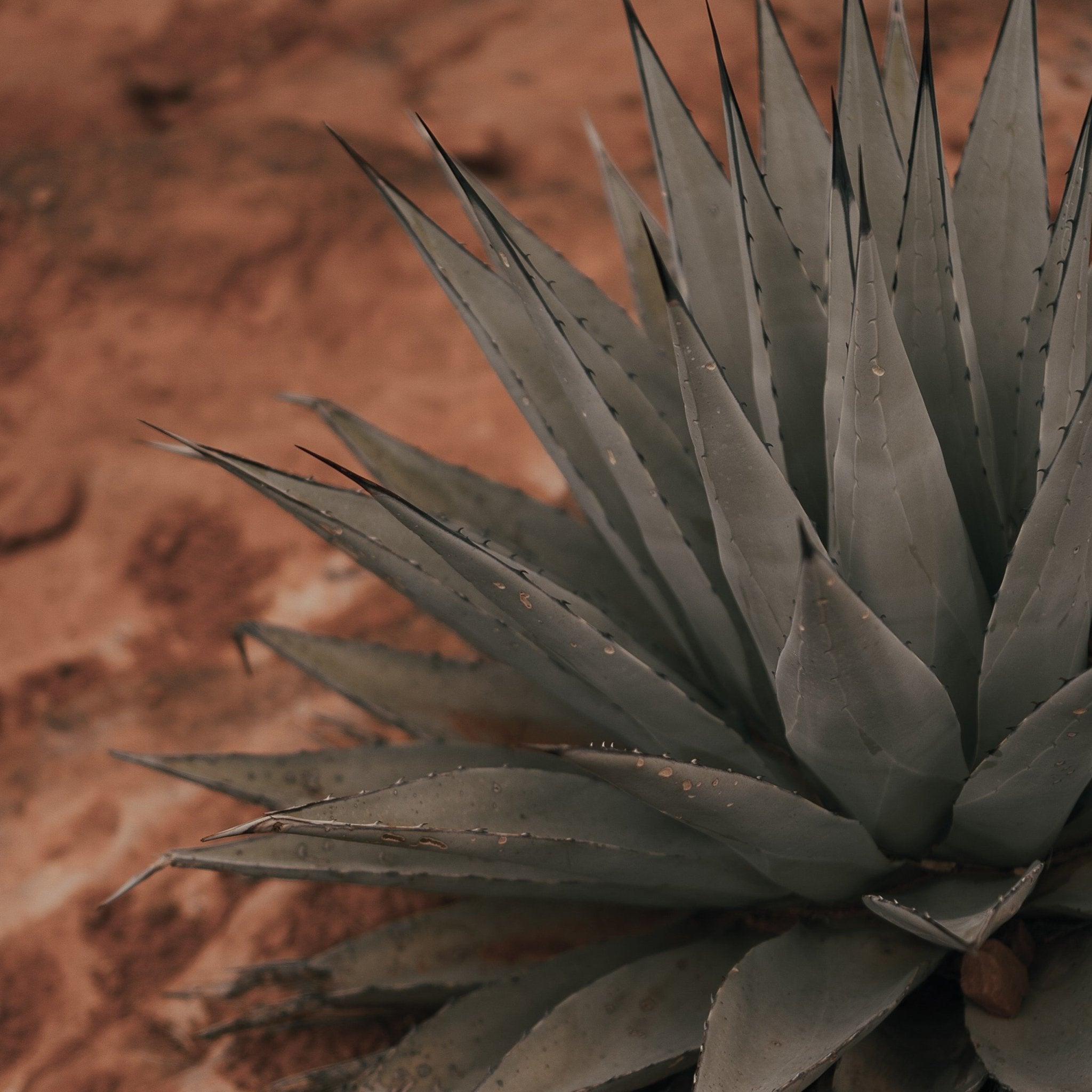 Tequila: Reposado - Keg N Bottle