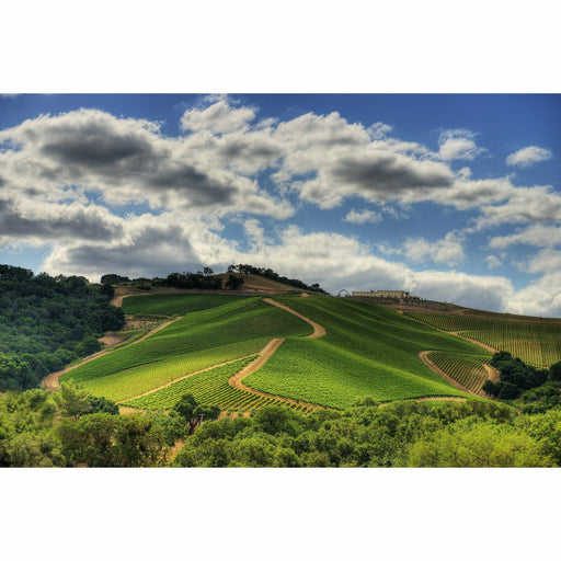 Daou - Bodyguard - Chardonnay | Keg N Bottle